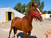 Mare, Karabakh horse — photo 3
