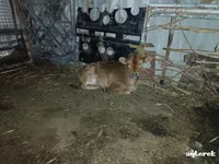 Корова, Коровы — фото 6