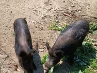 Säue, Schweine — Foto 4