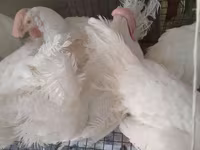 Chickens — photo 1