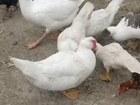 Ducks — الصورة 1