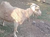 Էգ այծ, Dutch Landrace goats — լուսանկար 5
