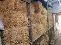 Վաճառում եմ մաքուր ցորենի սալոմ — фото 1
