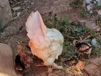 Chickens — الصورة 4