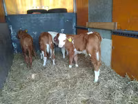 Touro, Simmental cattle — foto 2