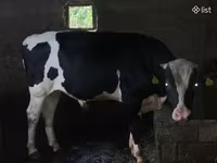 Bull, Russian Black pied cattle — photo 1