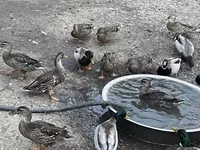 Ducks — फ़ोटो 3