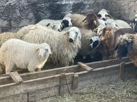 Խոյ, Ոչխարներ — լուսանկար 3