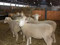 Ram, Dorset horn sheep — photo 2