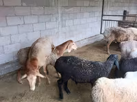 Schaf, Rhon sheep — Foto 2