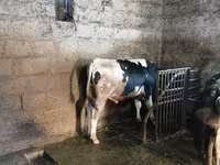 Bulle, Holstein-Rasse — Foto 1