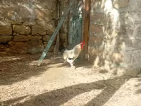 Brahma — Foto 1