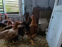 Chickens — Foto 2