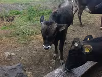 Bull, Cattle — photo 3