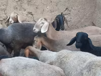 Ոչխար, Arashan sheep — լուսանկար 4