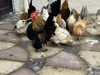 Chickens — Foto 1
