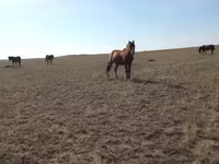 Stute, Mugalzhar horse — Foto 3