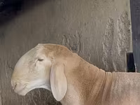 मेढ़ा, Arashan sheep — फ़ोटो 1