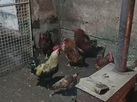Chickens — Foto 2