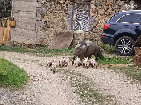 Էգ խոզ, Խոզեր — Հայաստան