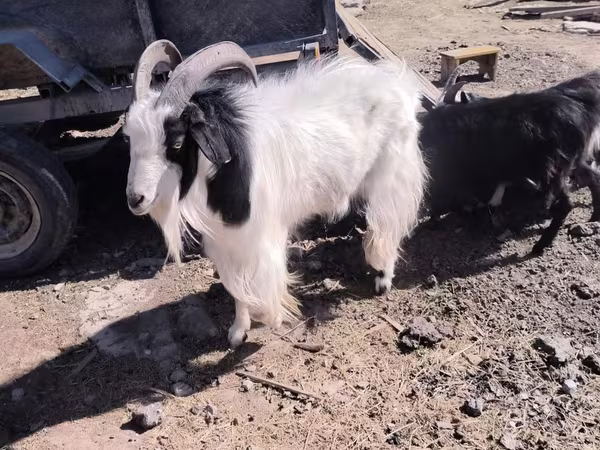 Ziege, Angora goats