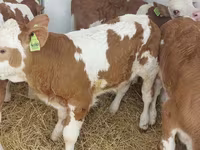 सांड, Simmental cattle — फ़ोटो 2