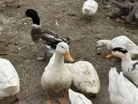 American Pekin — Foto 4