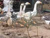 Geese — Foto 2