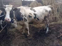 ԽՍԿ (խումբ, սեռը նշված չէ), Russian Black pied cattle — լուսանկար 3