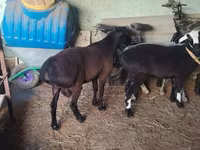 Ram, Hissar sheep — photo 3
