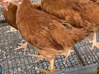 Chickens — Foto 1