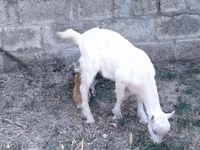 Ziege, Saanen goat — Foto 3
