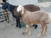 公羊, Arashan sheep — 照片 3