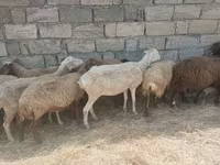 Ovelhas (lote, sexo não especificado), Ovelhas — foto 6