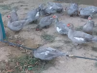 Ducks — फ़ोटो 6