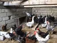 Chickens — Foto 4