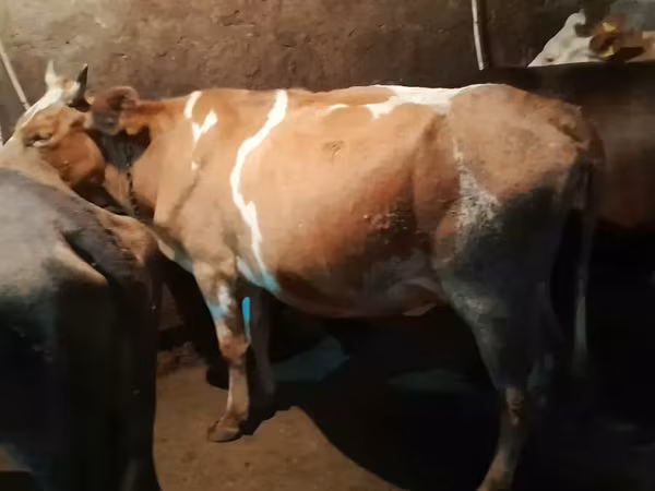 Կով, Simmental cattle