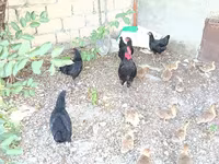 Chickens — Foto 2