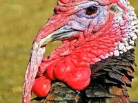 Turkeys — լուսանկար 1