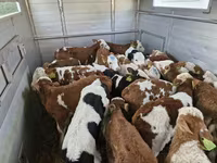 公牛, Simmental cattle — 照片 3