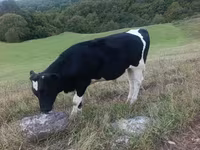 Bull, Cattle — photo 6