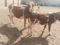Cow, Simmental cattle — photo 1