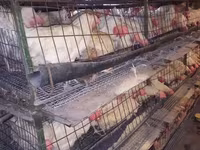 Chickens — photo 5