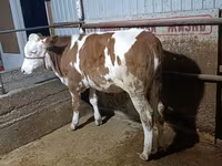 Ցուլ, Simmental cattle — լուսանկար 4