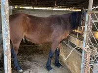 Cavalo, Tatar horse — foto 1