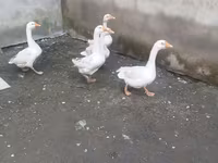 Geese — الصورة 1