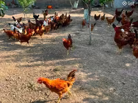Chickens — photo 2