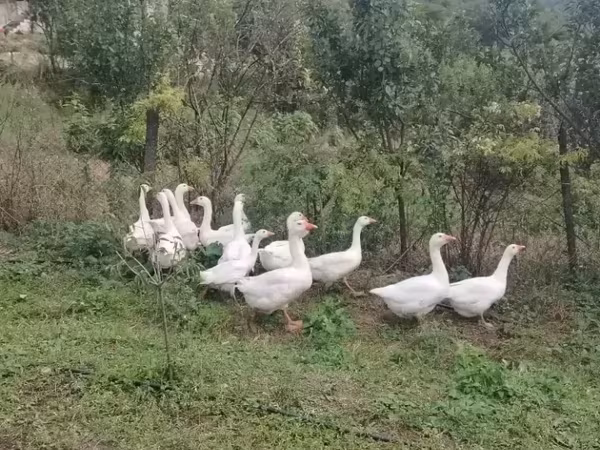 Geese