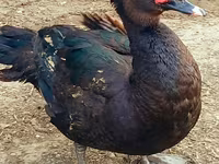 Ducks — 2-сурет