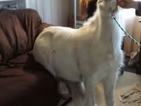 Էգ ձի, Miniature horse — լուսանկար 7